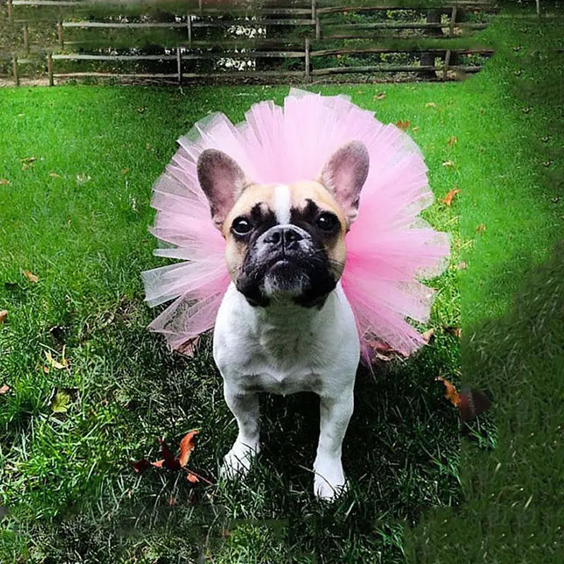 Pet Puppy Small Dog Lace Skirt Princess Tutu Dress Clothes Apparel Costume Cute Pet Shop Tudo Para Caes Puppy Clothes Dog Dress Oz Pet Hub